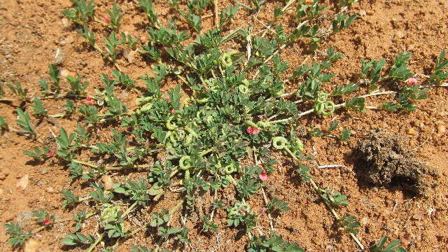 Indigofera circinella Baker fil.的圖片