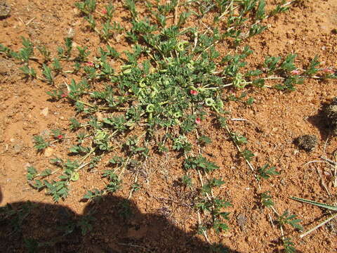 Indigofera circinella Baker fil.的圖片