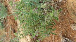 Image of Endostemon tereticaulis (Poir.) M. R. Ashby
