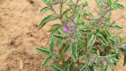 Image of Endostemon tereticaulis (Poir.) M. R. Ashby