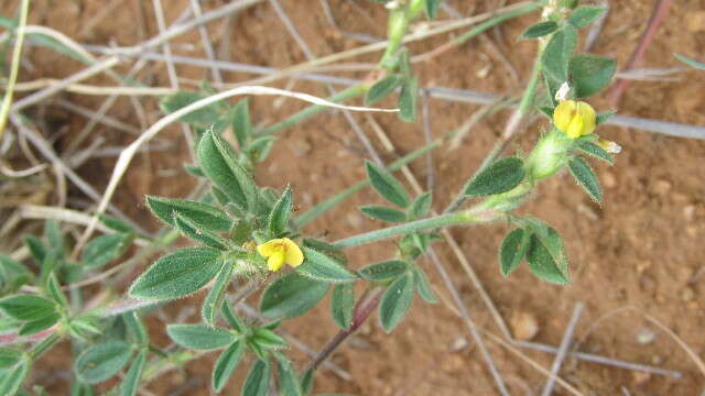 Image of shrubby pencilflower