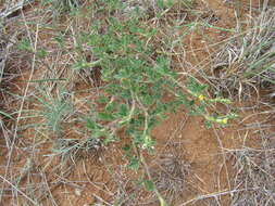 Image of shrubby pencilflower