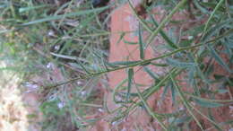 Image of Cleome monophylla