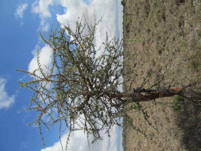 Plancia ëd Vachellia seyal (Delile) P. J. H. Hurter