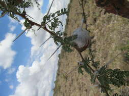 Plancia ëd Vachellia seyal (Delile) P. J. H. Hurter