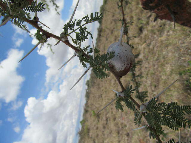 Plancia ëd Vachellia seyal (Delile) P. J. H. Hurter