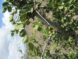 Image of Cat Thorn