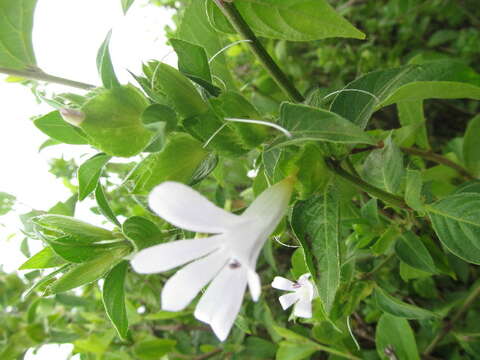 Plancia ëd Barleria volkensii Lindau