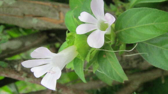 Imagem de Barleria volkensii Lindau