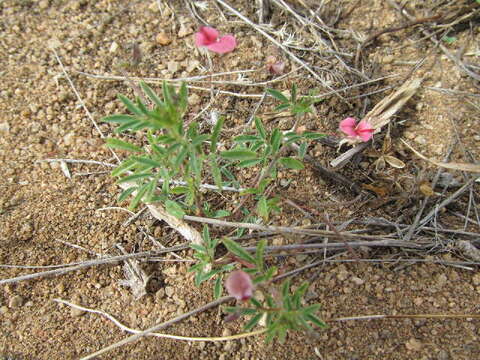 Image de Indigofera ambelacensis Schweinf.