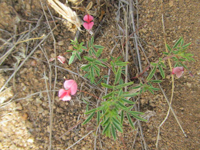 Слика од Indigofera ambelacensis Schweinf.