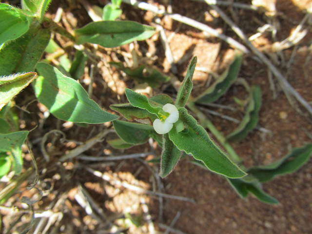 Image of Wandering jew