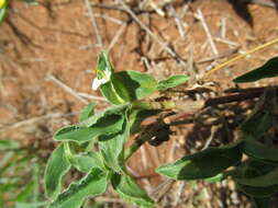 Image of Wandering jew