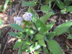 Image of Craterostigma hirsutum S. Moore