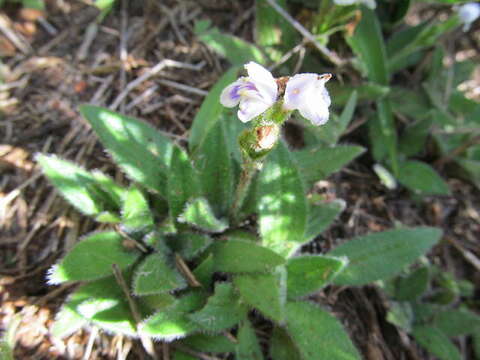 Image of Craterostigma hirsutum S. Moore