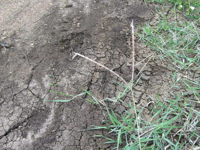 Image of Ischaemum afrum (J. F. Gmel.) Dandy