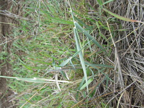 Image of Ischaemum afrum (J. F. Gmel.) Dandy