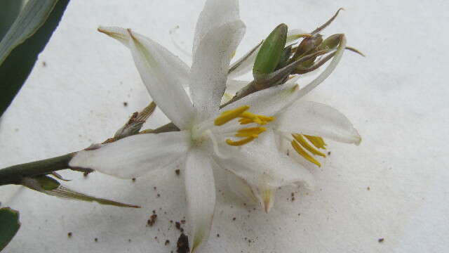 Image of Chlorophytum subpetiolatum (Baker) Kativu