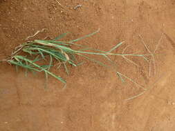 Image of feather fingergrass