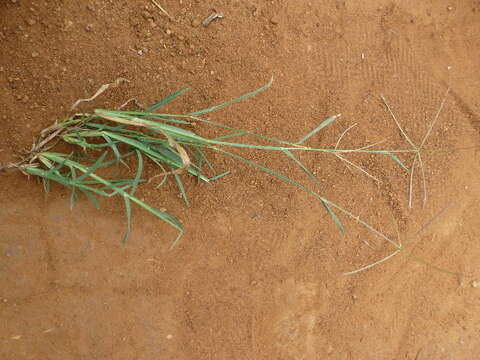 Image of feather fingergrass