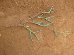 Image of velvet crabgrass