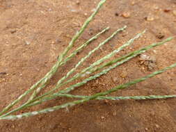 Image of velvet crabgrass