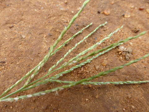 Image of velvet crabgrass