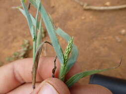 Image of velvet crabgrass