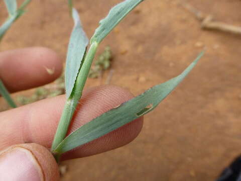 Image of velvet crabgrass