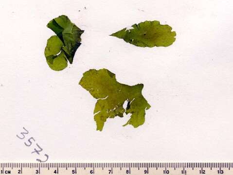 Image of Trebouxiophyceae