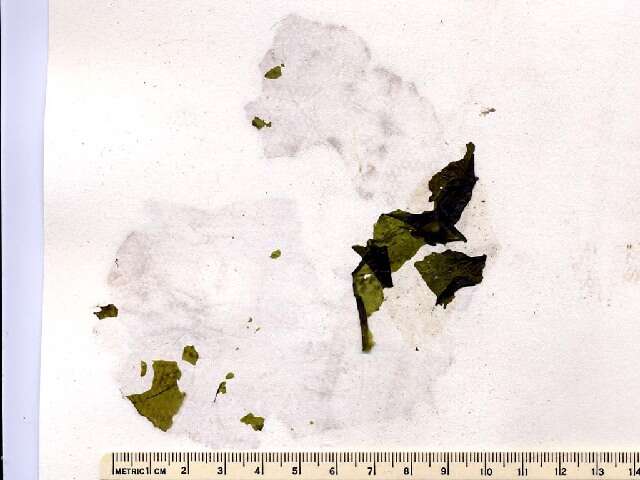 Image of Monostromataceae