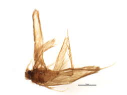 Image of Ugandatrichia