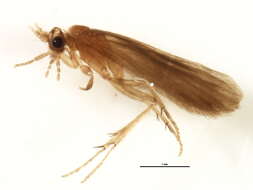 Image of Mortoniella