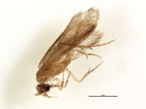 Image of <i>Mortoniella limona</i>