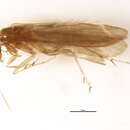 Image of <i>Mortoniella tapanti</i>