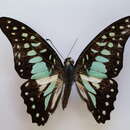 <i>Graphium bathycles bathycloides</i> resmi