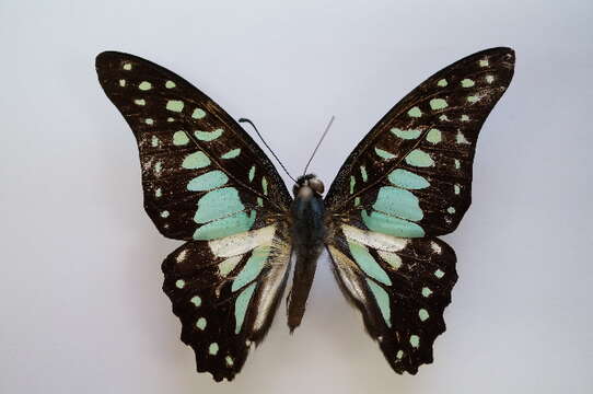 Image of <i>Graphium bathycles bathycloides</i>