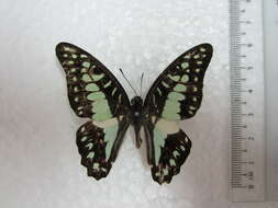 Sivun Graphium eurypylus (Linnaeus 1758) kuva