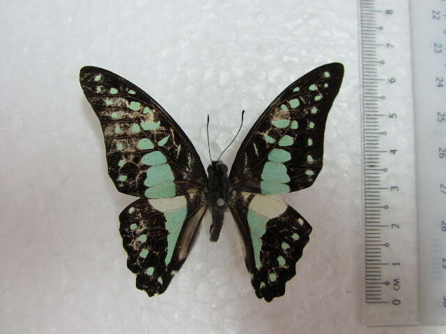 صورة <i>Graphium evemon eventus</i>