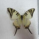 Image of <i>Graphium antiphates itamputi</i>