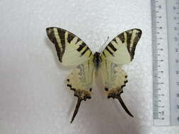 Imagem de <i>Graphium antiphates itamputi</i>