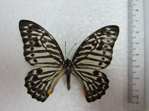 Image of <i>Graphium delessertii</i>