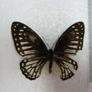 <i>Graphium ramaceus pendleburyi</i> resmi