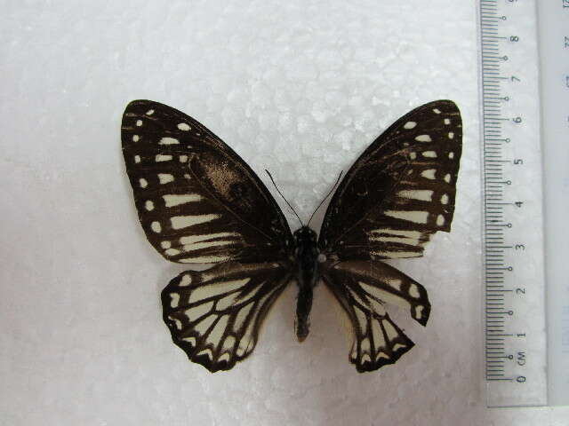 <i>Graphium ramaceus pendleburyi</i> resmi