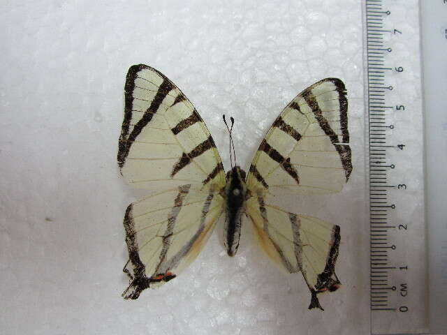 Imagem de <i>Graphium agetes iponus</i>