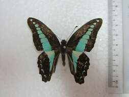 صورة Graphium sarpedon (Linnaeus 1758)