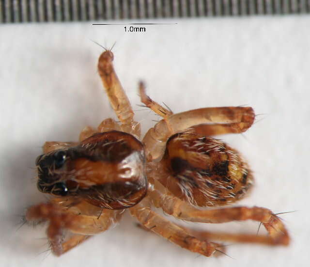 Image of wolf spiders