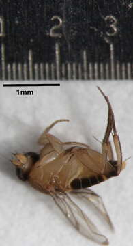 Image of Scuttle fly