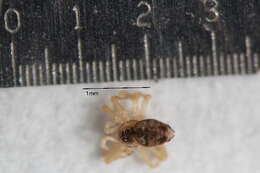 Image of wall spiders