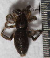 Image of ground spiders